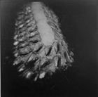 2007 Conch Shell Mound
